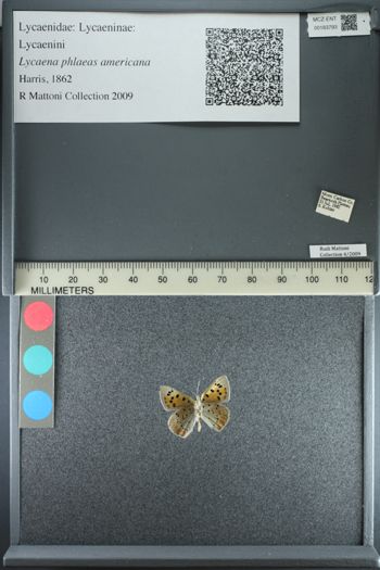 Media type: image;   Entomology 183793